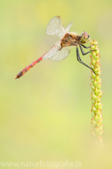 172 Sumpf-Heidelibelle - Sympetrum depressiusculum ♂