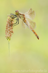 171 Sumpf-Heidelibelle - Sympetrum depressiusculum ♀