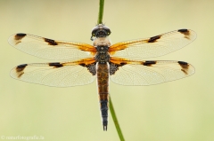 4 Vierfleck - Libellula quadrimaculata