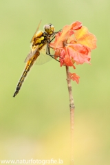 3 Vierfleck - Libellula quadrimaculata