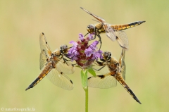 7 Vierfleck - Libellula quadrimaculata