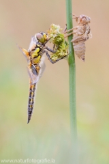 154 Vierfleck - Libellula quadrimaculata