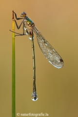 132 Weidenjungfer - Chalcolestes viridis