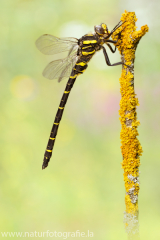 177 Zweigestreifte Quelljungfer - Cordulegaster boltonii ♂