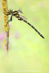 178 Zweigestreifte Quelljungfer - Cordulegaster boltonii ♂