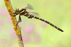 179 Zweigestreifte Quelljungfer - Cordulegaster boltonii ♂