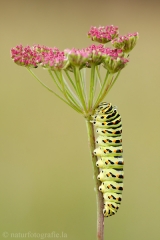 2 Raupe Schwalbenschwanz