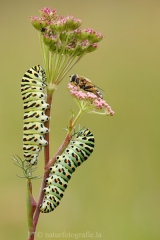 Insekten &raquo; Raupen