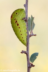 3 Segelfalterraupe