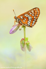 Alpen-Maivogel - Euphydryas intermedia