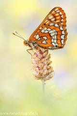 924 Alpen-Maivogel - Euphydryas intermedia