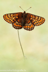 925 Alpen-Maivogel - Euphydryas intermedia