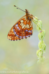 Alpen-Perlmuttfalter - Boloria thore