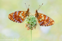 Alpen-Perlmuttfalter - Boloria thore