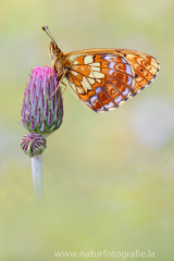 Alpen-Perlmuttfalter - Boloria thore