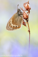 Alpen-Wiesenvögelchen - Coenonympha gardetta