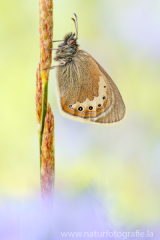 918 Alpen-Wiesenvögelchen - Coenonympha gardetta