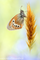 917 Alpen-Wiesenvögelchen - Coenonympha gardetta