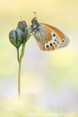 916 Alpen-Wiesenvögelchen - Coenonympha gardetta