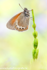 915 Alpen-Wiesenvögelchen - Coenonympha gardetta