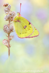 Alpen-Gelbling - Colias phicomone