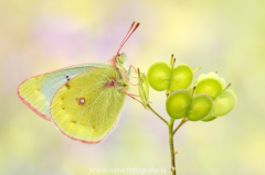 909 Alpen-Gelbling - Colias phicomone