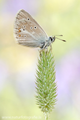 Aricia nicias - Nicias-Bläuling