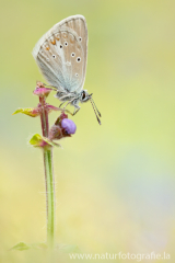 Aricia nicias - Nicias-Bläuling