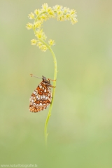 262 Baldrian-Scheckenfalter - Melitaea diamina