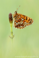 261 Baldrian-Scheckenfalter - Melitaea diamina