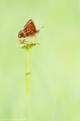 260 Baldrian-Scheckenfalter - Melitaea diamina