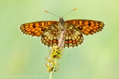 259 Baldrian-Scheckenfalter - Melitaea diamina