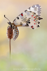 Balkan-Osterluzeifalter - Zerynthia cerisy