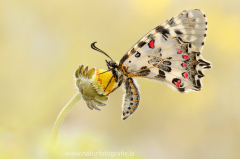 Balkan-Osterluzeifalter - Zerynthia cerisy