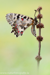 862 Balkan-Osterluzeifalter - Zerynthia cerisy