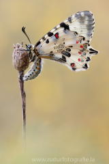 863 Balkan-Osterluzeifalter - Zerynthia cerisy