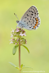 Östlicher Quendelbläuling - Pseudophilotes vicrama