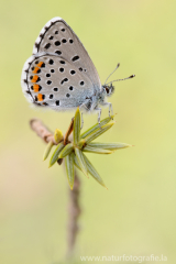 867 Östlicher Quendelbläuling - Pseudophilotes vicrama