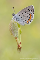 Östlicher Quendelbläuling - Pseudophilotes vicrama