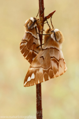 522 Birkenspinner - Endromis versicolora ♂♀
