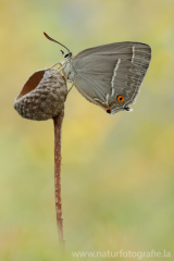 662 Blauer Eichen-Zipfelfalter - Favonius quercus