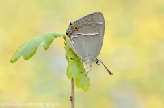 663 Blauer Eichen-Zipfelfalter - Favonius quercus