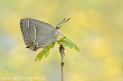 664 Blauer Eichen-Zipfelfalter - Favonius quercus