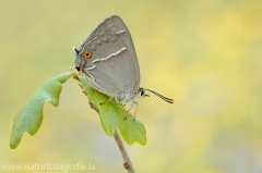 665 Blauer Eichen-Zipfelfalter - Favonius quercus