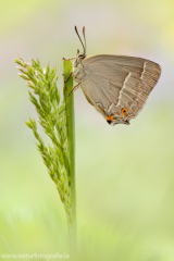 801 Blauer Eichen-Zipfelfalter - Favonius quercus