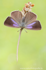 800 Blauer Eichen-Zipfelfalter - Favonius quercus