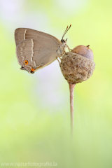 799 Blauer Eichen-Zipfelfalter - Favonius quercus