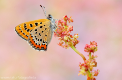 Blauschillernder Feuerfalter - Lycaena helle