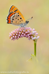 874 Blauschillernder Feuerfalter - Lycaena helle