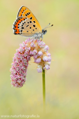 873 Blauschillernder Feuerfalter - Lycaena helle